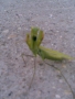Avatar utilizator