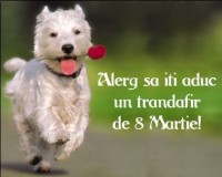 8-martie-haios.jpg