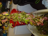 DSC01414a.JPG