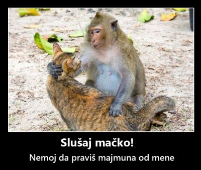 Maimuta si pisica.jpg