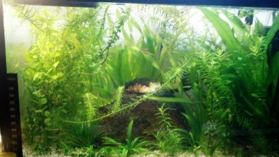 nano 20L-2.JPG