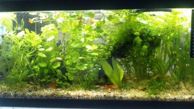 60L-1.JPG