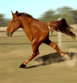 7.gif