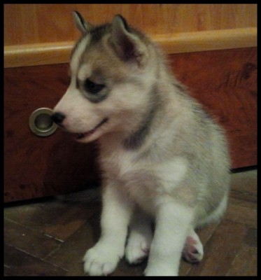 sasha pui.jpg (89.98 KiB) Vizualizat de 1708 ori sasha pui.jpg