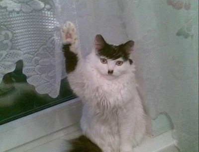 SiegCat.jpg