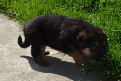 CSC_0181.JPG (211.8 KiB) Vizualizat de 1802 ori CSC_0181.JPG