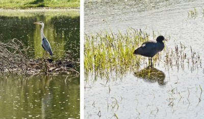birds.jpg
