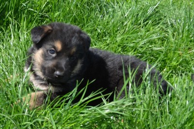 CSC_0175.JPG (219.43 KiB) Vizualizat de 1049 ori CSC_0175.JPG