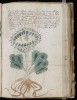 voynich1.jpg