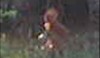 baby-bigfoot-280-547084a.jpg