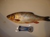 DSC00108.jpg