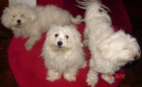 bichoni.jpg (111.75 KiB) Vizualizat de 4962 ori bichoni.jpg