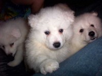 _fs__pets-1078510531-8998771_0.jpg