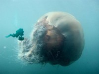 meduza.jpg