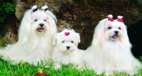 Maltese-2_1.jpg