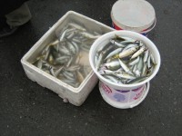 IMG_0590.JPG