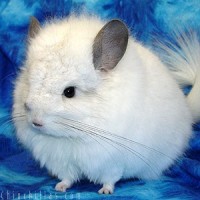 chinchilla.jpg
