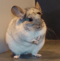 chinchilla_.jpg