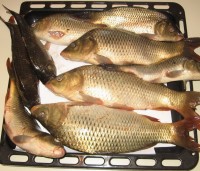 IMG_2785.jpg