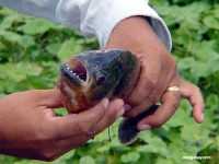 piranha_hands.jpg