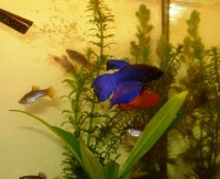betta.jpg