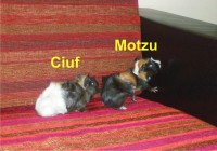 motzu si ciuf.jpg (323.04 KiB) Vizualizat de 913 ori motzu si ciuf.jpg