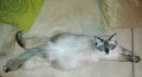 Pufi 2.jpg