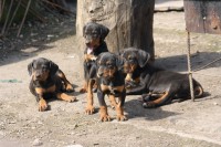 paste 019_resize.JPG