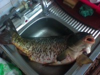 DSC00038.JPG