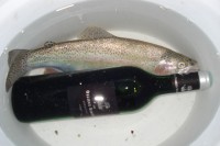 DSC01259 - r.jpg