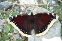 DSC01056 - r.jpg